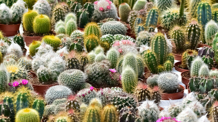 prickly ornamental plants and a variety of cactus photos