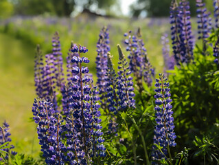 - purple summer meadow flowers lupins a