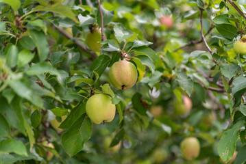Ripe Wild Apples Ready For Harvest In Late August In Wisconsin