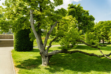 tree in the park
