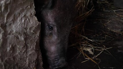 black pig in a barn