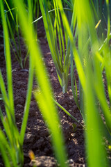 Onions growing in the vegetable garden. Close-up of green onions.