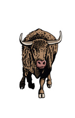 Vector color bull isolated on white background,graphical illustration
