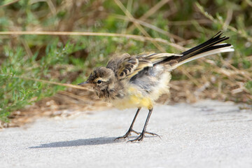 Yellow Wagtail (Motacilla flava), the Netherlands