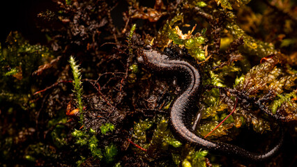 Ravine Salamander (Plethodon richmondi). Morehead, Kentucky USA