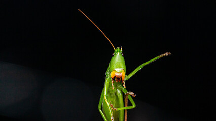 Conehead Katydid (Neocephalus sp.) Face. Morehead, Kentucky, USA
