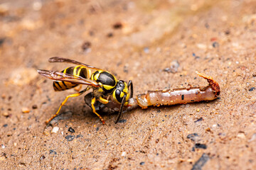 Vespid Wasp Eats a Segmented Worm. Great Smoky Mountains National Park, Tennesee USA