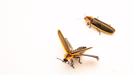 Marsh Flicker Firefly (Pyractomena dispersa) Takes Flight White Background. Morehead, Kentucky USA