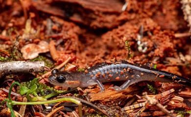 Baby Imitator Salamander (Desmognathus imitator) or Jordans' Red Cheeked Salamander (Plethodon jordani) Inside Red Log. Appalachian Trail, GSMNP, North Carolina USA