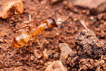 Festive Carpenter Ant (Camponotus festinatus) Eating A termite. Arizona Sonora Desert Museum, Tucson AZ, USA