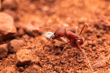 Salty Harvester Ant (Pogonomyrmex salinus), Colorado National Monument, Grand Junction, Colorado USA