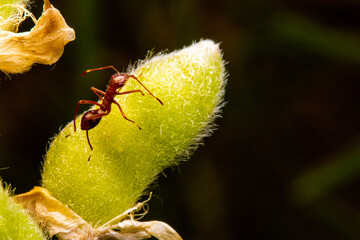 Assasin Bug Ant Mimic (Formica pallidefulva) Nymph (Hemiptera) on Bean Pod. Castle Rock, Colorado...