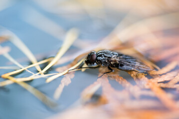 Dead fly animal caught on water and tree.