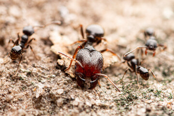 Hairy Big Headed Seed Harvesting Ant (Pheidole pilifera) Under Rock. Perry Park, Colorado USA