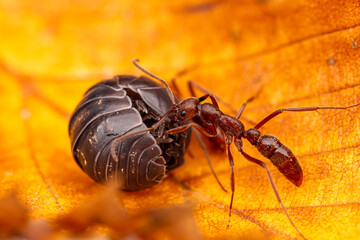 Elongate Isopod Huntress Ants (Leptogenys elongata) attack and subdue a Roly-Poly Pillbug (Armadillidium vulgare). College Station, Texas, USA