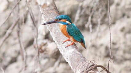 kingfisher on the branch