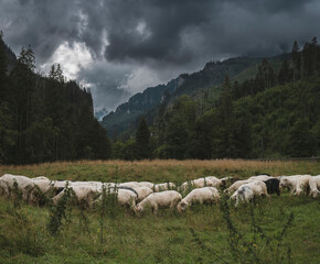 A flock of sheep grazing peacefully in the lush pastures of Podhale, a scenic region nestled at the foot of the Tatra Mountains in Poland.
