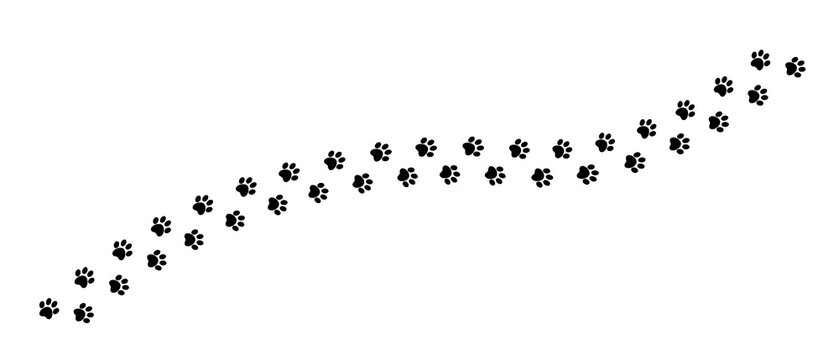 Black animal dog footprints. paw track