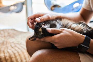 Female veterian's hand holding cotton bud to cleaning the dirt from white cat's eye in health check up concept.