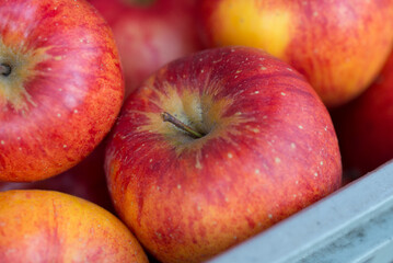 Fototapeta na wymiar Red fresh bio apples in old wooden crate in summer farm on village.