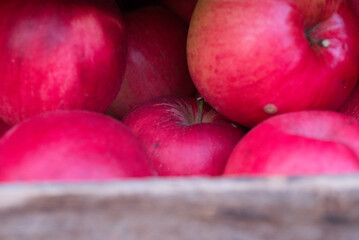 Red fresh bio apples in old wooden crate in summer farm on village.