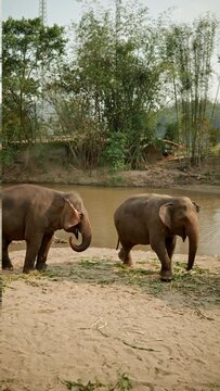 Vertical video footage of Herd of elephants eating grasses by the river in elephant camp.