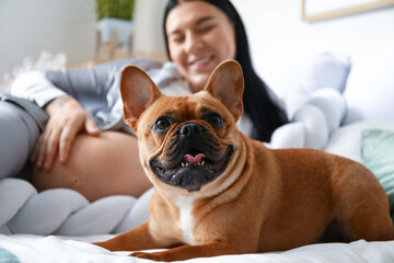 Young pregnant woman with French bulldog in bedroom, closeup