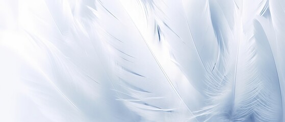 Airy soft fluffy wing bird with white feathers close-up of macro pastel blue shades on white background. Abstract gentle natural background with bird feathers macro with soft focus