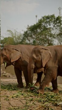 Vertical video footage of Herd of elephants eating grasses by the river in elephant camp.