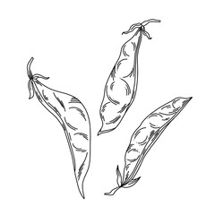 Ripe pod of peas on the shoot of a plant with tendrils and leaves in line art, a fragment of a vine - obrazy, fototapety, plakaty