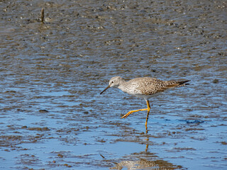 Lesser yellowlegs in Chilean Coastal Wetland