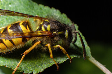 Macro Wasp on a leaf flash photography insect closeup