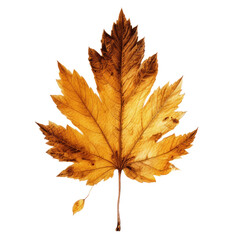 Fototapeta premium Autumn leaf isolated. Illustration AI Generative.