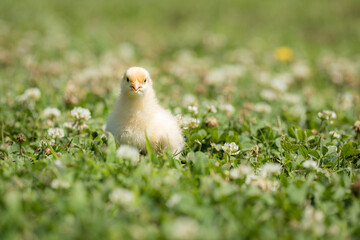 chicken in grass