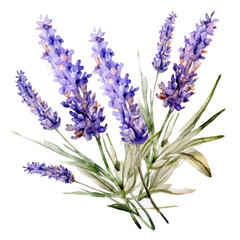 Obraz premium Lavender flowers isolated. Illustration AI Generative.