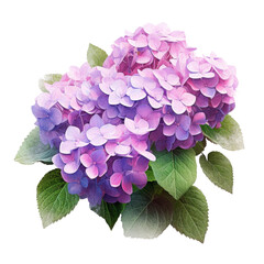 Hydrangea bush in blossom in flowerpot isolated Illustration AI Generative.