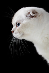 Portrait of a white cat with floppy ears on a black background.