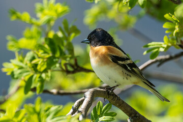 Fototapeta premium Brambling (Fringilla montifringilla) on a branch