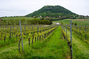 Fototapeta na wymiar Vineyards and landscape in Hungary in spring.