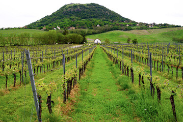 Fototapeta na wymiar Vineyards and landscape in Hungary in spring.