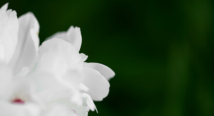 White peony flower blooms on a dark green background. Nature.