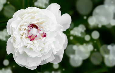 White peony macro. Gentle abstract floral pastel background