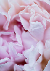Light soft pink background of peony petals.  Shades of pastel tones. Background with flowers. Poster in the interior