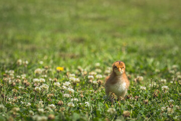 chick in a meadow