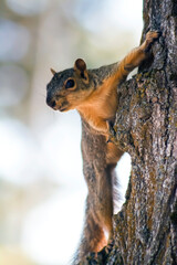 Naklejka na ściany i meble Endearing & Delighted Squirrel in a Tree Posing & Watching- Background, Border, Backdrop, Park Life, Wildlife Club, Landscaper, Flier, Poster, Ad, Publication, social media, Invitation or wallpaper