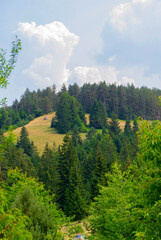 Meadows on Mount Tara