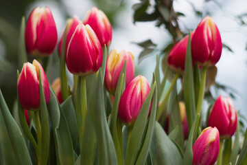 yellow-red tulips on a blurry background