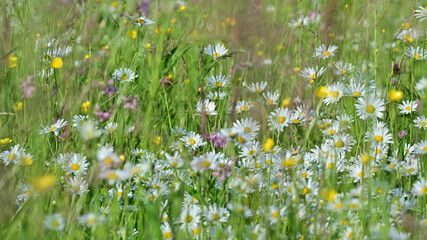 Meadow of summer flowers.