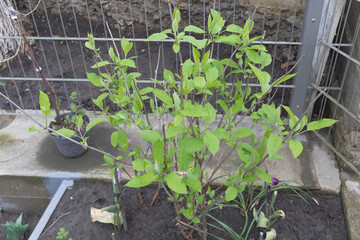 Hydrangea plant in a pot on a terrace in spring
