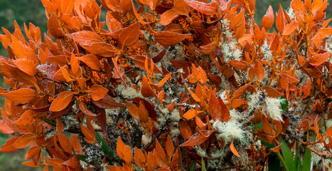 Close up of orange plant in the paramo mountains	